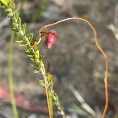 Cassytha glabella at Sassafras, NSW - 13 Aug 2025 by JaneR