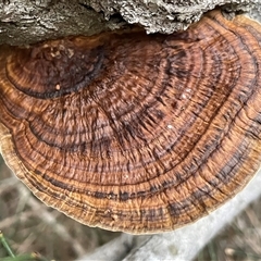Unverified Pored or somewhat maze-like on underside [bracket polypores] at Ulladulla, NSW - 13 Aug 2025 by Clarel