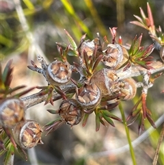 Leptospermum arachnoides (Spidery Tea-tree) at Sassafras, NSW - 13 Aug 2025 by JaneR