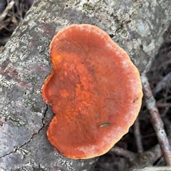 Trametes (old Pycnoporus sp.) (Scarlet Bracket) at Ulladulla, NSW - 13 Aug 2025 by Clarel