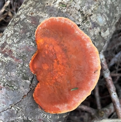 Trametes (old Pycnoporus sp.) (Scarlet Bracket) at Ulladulla, NSW - 13 Aug 2025 by Clarel