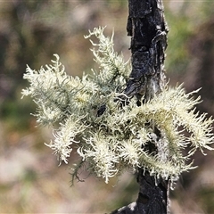 Usnea sp. (genus) (Bearded lichen) at Whitlam, ACT - 14 Aug 2025 by sangio7