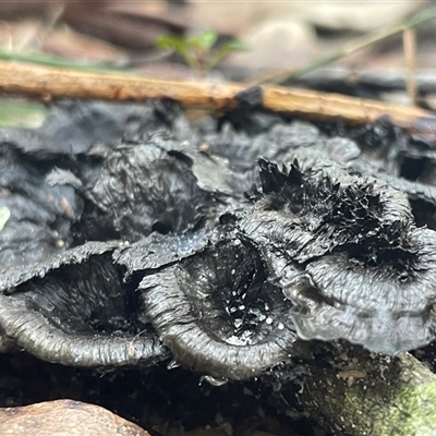 Unverified Fungus at Narrawallee, NSW - 13 Aug 2025 by Clarel