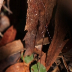 Acianthus caudatus (Mayfly Orchid) at Ulladulla, NSW - 14 Aug 2025 by Clarel
