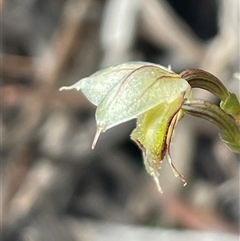 Acianthus fornicatus (Pixie-caps) at Ulladulla, NSW - 14 Aug 2025 by Clarel