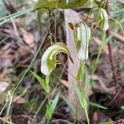Pterostylis grandiflora (Cobra Greenhood) at Ulladulla, NSW - 14 Aug 2025 by Clarel