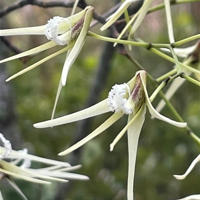 Dockrillia teretifolia (A Rat's Tail Orchid) at Narrawallee, NSW - 13 Aug 2025 by Clarel
