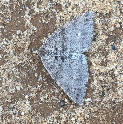 Parosteodes fictiliaria (Dodonaea Moth) at Ulladulla, NSW - 14 Aug 2025 by Clarel