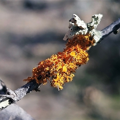 Teloschistes sp. (genus) at Whitlam, ACT - 14 Aug 2025 by sangio7