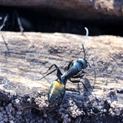 Camponotus aeneopilosus (A Golden-tailed sugar ant) at Crowther, NSW - 14 Aug 2025 by Frecko