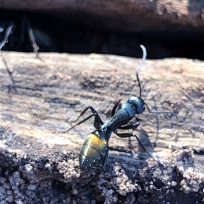 Camponotus aeneopilosus (A Golden-tailed sugar ant) at Crowther, NSW - 14 Aug 2025 by Frecko