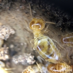 Nasutitermes (genus) (Snouted termite, Gluegun termite) at Crowther, NSW - 14 Aug 2025 by Frecko