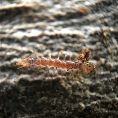 Scolopendromorpha (order) at Crowther, NSW - 14 Aug 2025 by Frecko
