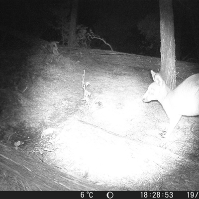 Macropus giganteus (Eastern Grey Kangaroo) at Crowther, NSW - 19 Jul 2025 by Frecko
