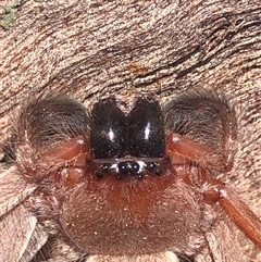 Delena cancerides (Social huntsman spider) at Crowther, NSW - 14 Aug 2025 by Frecko