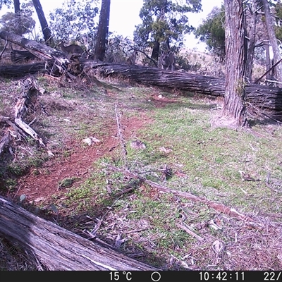 Macropus giganteus (Eastern Grey Kangaroo) at Crowther, NSW - 22 Jul 2025 by Frecko