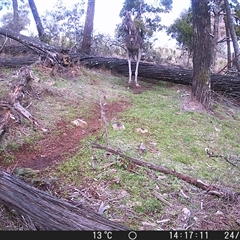 Macropus giganteus (Eastern Grey Kangaroo) at Crowther, NSW - 24 Jul 2025 by Frecko