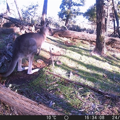 Macropus giganteus (Eastern Grey Kangaroo) at Crowther, NSW - 24 Jul 2025 by Frecko