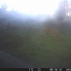 Vulpes vulpes (Red Fox) at Crowther, NSW - 24 Jul 2025 by Frecko