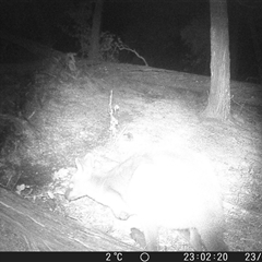 Wallabia bicolor (Swamp Wallaby) at Crowther, NSW - 23 Jul 2025 by Frecko
