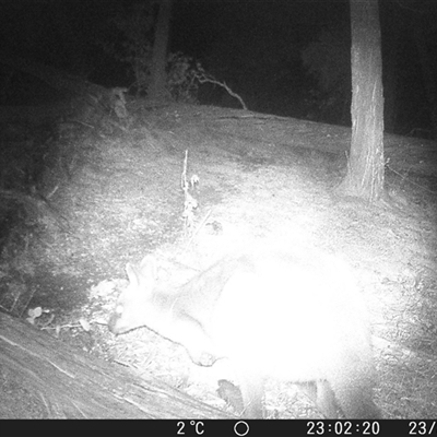 Wallabia bicolor (Swamp Wallaby) at Crowther, NSW - 23 Jul 2025 by Frecko