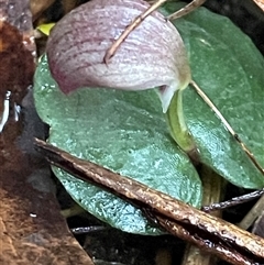 Corybas aconitiflorus (Spurred Helmet Orchid) at Ulladulla, NSW - 14 Aug 2025 by Clarel