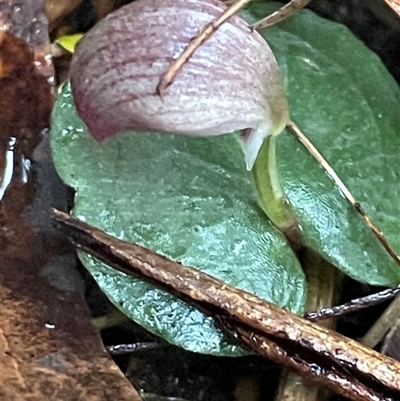 Corybas aconitiflorus (Spurred Helmet Orchid) at Ulladulla, NSW - 14 Aug 2025 by Clarel
