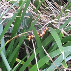 Dianella tasmanica at Rheban, TAS - 13 Jul 2025 by DavidDedenczuk