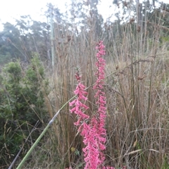 Epacris impressa (Common Heath) at Forcett, TAS - 13 Jul 2025 by DavidDedenczuk
