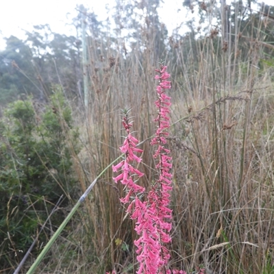 Epacris impressa (Common Heath) at Forcett, TAS - 13 Jul 2025 by DavidDedenczuk
