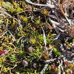 Polytrichum at Whitlam, ACT - 14 Aug 2025 by sangio7