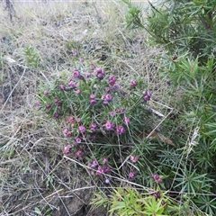 Cyathodes glauca (Purple Cheeseberry) at Forcett, TAS - 13 Jul 2025 by DavidDedenczuk