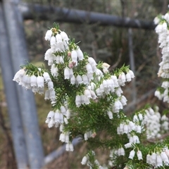 Erica lusitanica (Spanish Heath ) at Forcett, TAS - 13 Jul 2025 by DavidDedenczuk