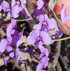 Hovea heterophylla (Common Hovea) at Whitlam, ACT - 14 Aug 2025 by sangio7