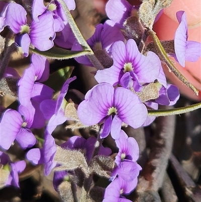 Hovea heterophylla (Common Hovea) at Whitlam, ACT - 14 Aug 2025 by sangio7