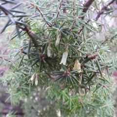 Leptecophylla divaricata (Spreading Pinkberry) at Ridgeway, TAS - 13 Jul 2025 by DavidDedenczuk