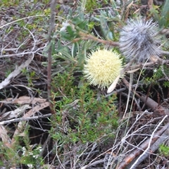 Banksia marginata (Silver Banksia) at Ridgeway, TAS - 13 Jul 2025 by DavidDedenczuk