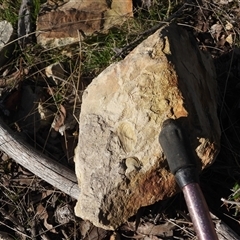 Unverified Fossil / Geological Feature at Glenorchy, TAS - 15 Jul 2025 by DavidDedenczuk