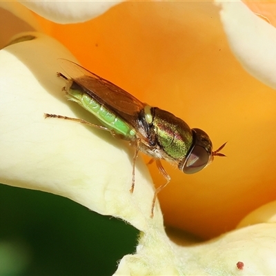 Odontomyia decipiens (Green Soldier Fly) at Wodonga, VIC - 8 Dec 2022 by KylieWaldon
