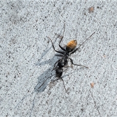 Camponotus aeneopilosus (A Golden-tailed sugar ant) at Wanniassa, ACT - 12 Aug 2025 by AlisonMilton