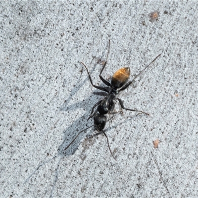 Camponotus aeneopilosus (A Golden-tailed sugar ant) at Wanniassa, ACT - 12 Aug 2025 by AlisonMilton