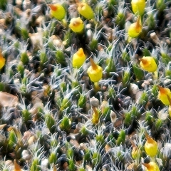 Grimmia pulvinata var. africana at Whitlam, ACT - 14 Aug 2025 by sangio7