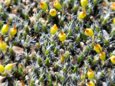 Grimmia pulvinata var. africana at Whitlam, ACT - 14 Aug 2025 by sangio7
