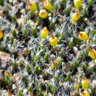 Grimmia pulvinata var. africana at Whitlam, ACT - 14 Aug 2025 by sangio7