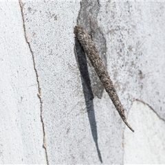 Conoeca guildingi (A case moth) at Wanniassa, ACT - 12 Aug 2025 by AlisonMilton