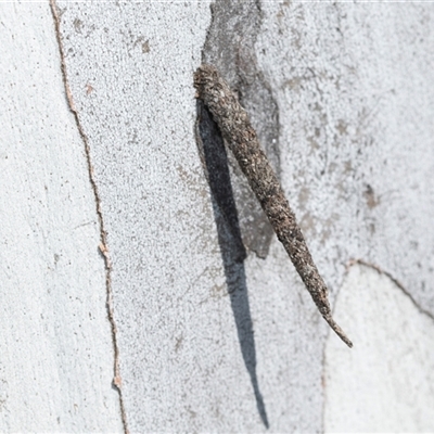 Conoeca guildingi (A case moth) at Wanniassa, ACT - 12 Aug 2025 by AlisonMilton