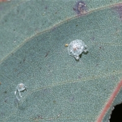 Glycaspis sp. (genus) (Unidentified sugary lerp) at Wanniassa, ACT - 12 Aug 2025 by AlisonMilton
