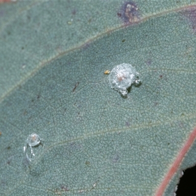 Glycaspis sp. (genus) (Unidentified sugary lerp) at Wanniassa, ACT - 12 Aug 2025 by AlisonMilton