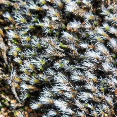 Grimmia sp. at Whitlam, ACT - 14 Aug 2025 by sangio7