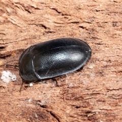 Pterohelaeus striatopunctatus (Darkling beetle) at Wanniassa, ACT - 12 Aug 2025 by AlisonMilton